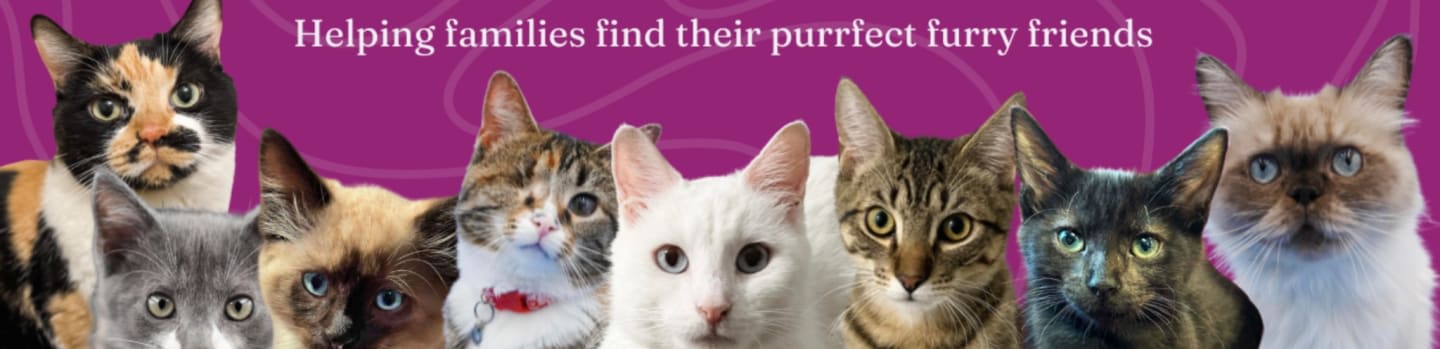 Forever Fortunate Felines