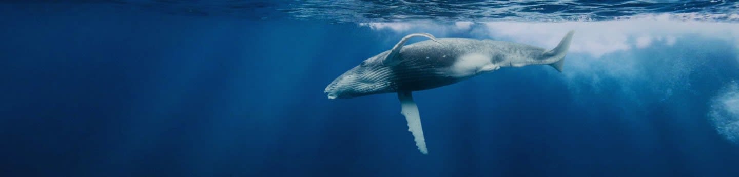 Whale And Dolphin Conservation Inc