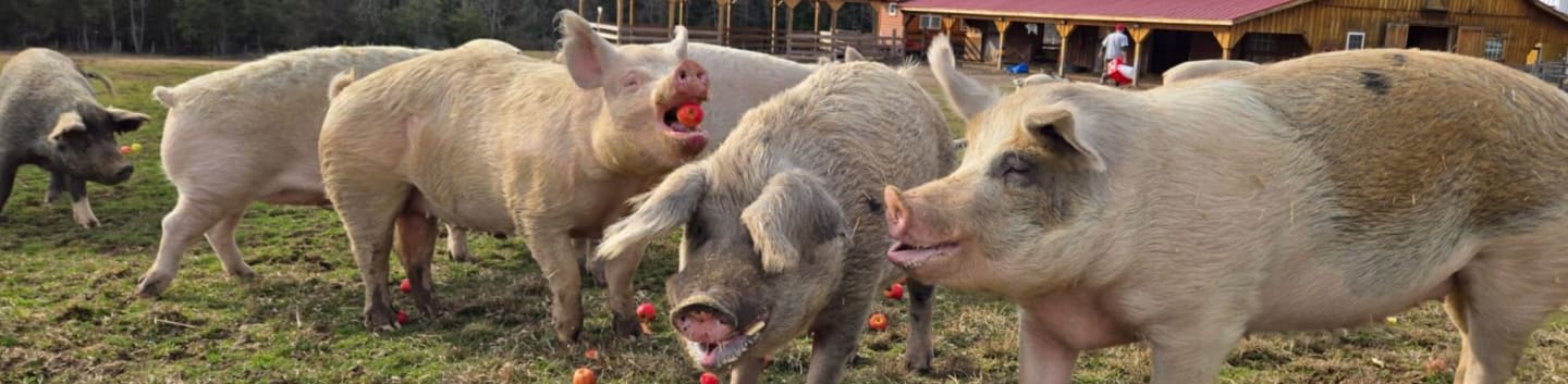Arthurs Acres Animal Sanctuary Corporation