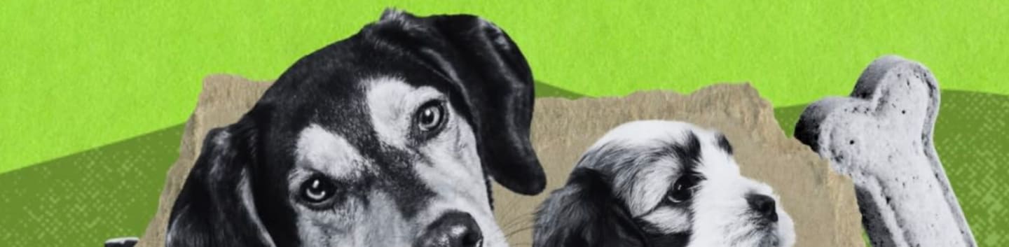 Higher Ground Animal Sanctuary
