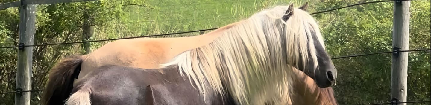 Rugby Creek Animal Rescue Inc