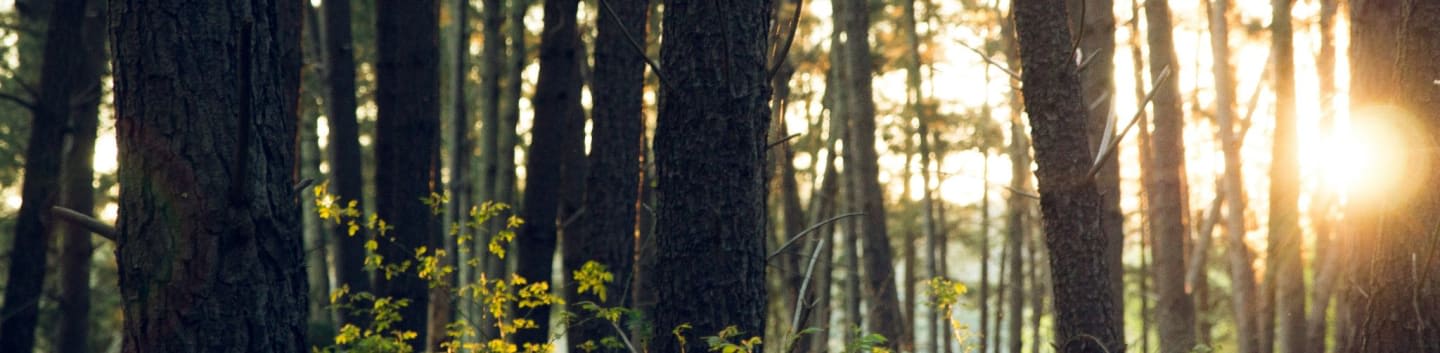 tree trunk