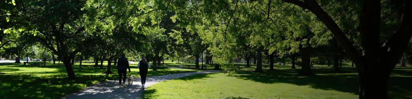 Two people walk their dog on a sun-dappled path through a park lined with lush green trees.