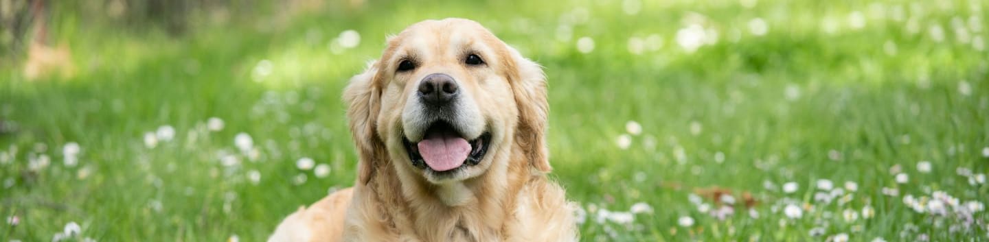 medium short-coated white dog lying on green grass field