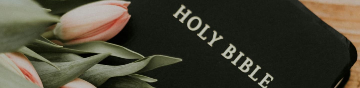 Holy Bible under pink tulips
