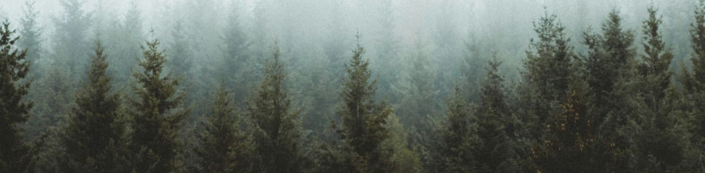 photo of pine trees