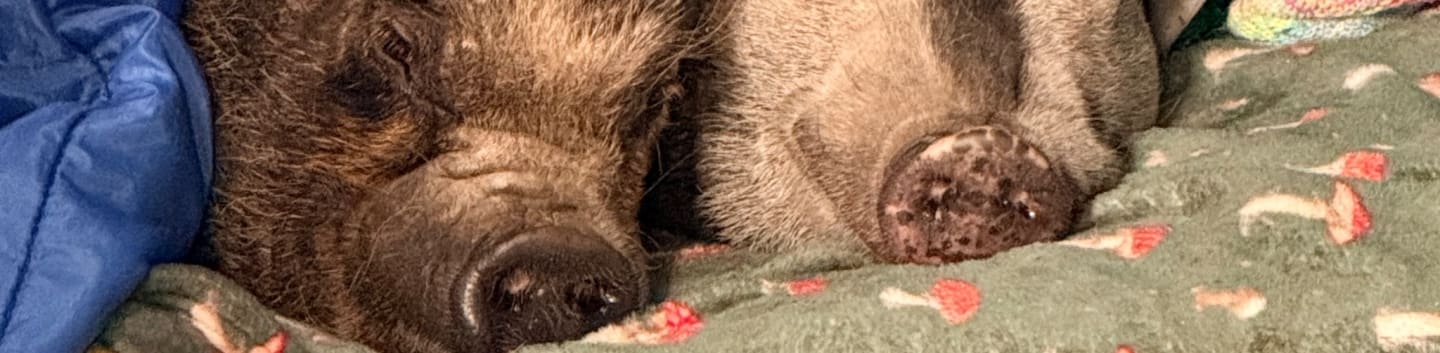 Two dogs sleep nestled together on a patterned blanket, with a blue blanket tucked around one of them.