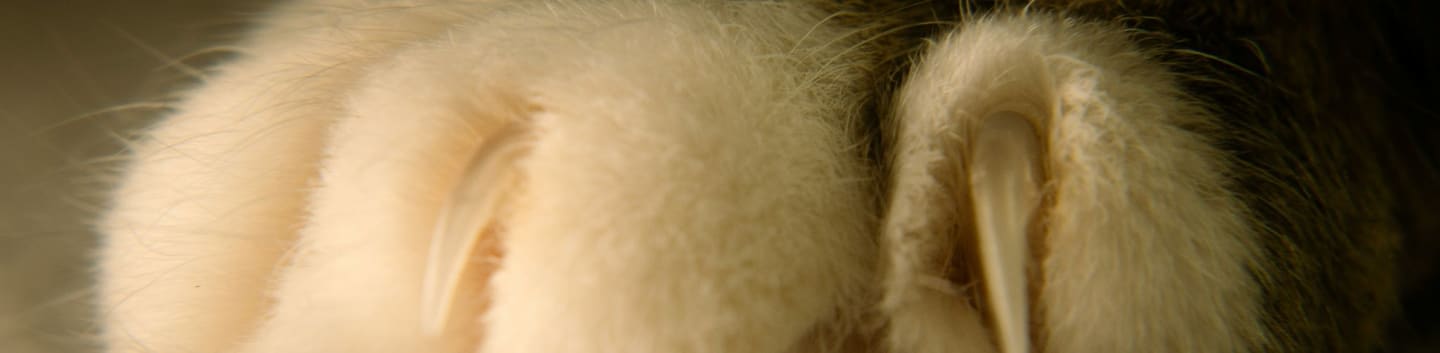 A close-up of a cat's paw with extended claws.