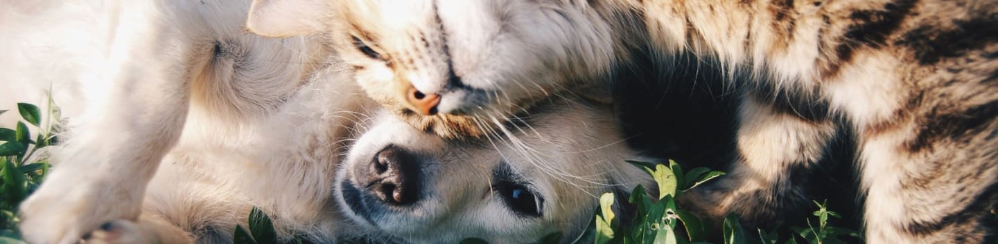 white dog and gray cat hugging each other on grass