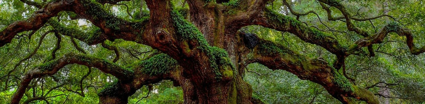 Massive, moss-covered branches of an ancient oak tree spread out against a blurred green background.