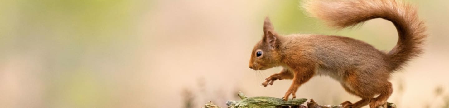 A red squirrel is poised to leap from a mossy log against a soft, blurred background of green and tan foliage.
