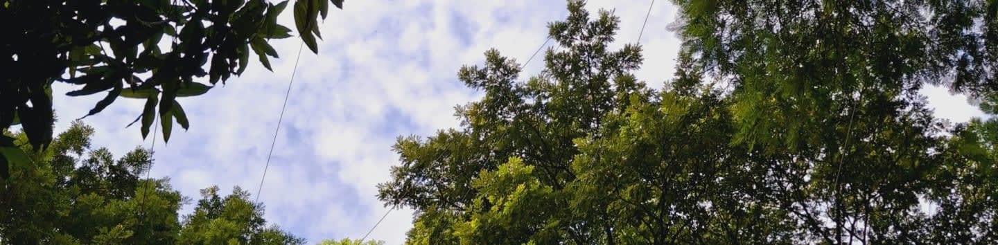 Green tree canopy frames cloudy sky with tiny flying object.
