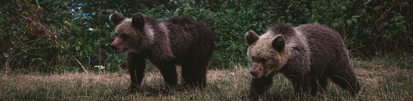 Two brown bears walk through dry grass in the foreground with a dense green forest in the background.