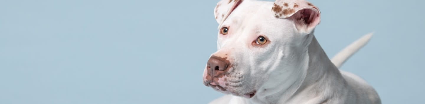 A white pit bull with brown spots on its ears looks to the left against a solid light blue background.