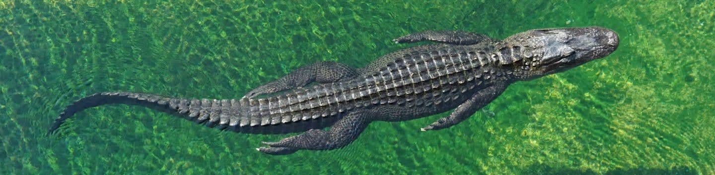 crocodile in body of water