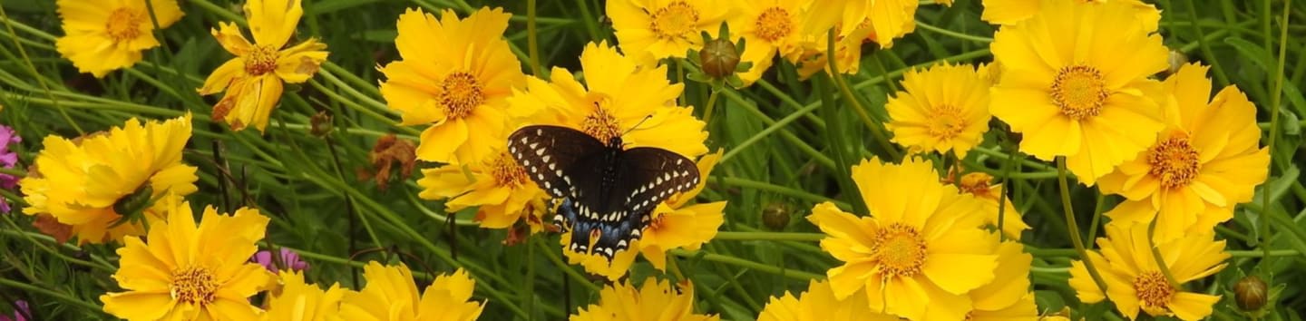 A black butterfly rests on a bright yellow flower, surrounded by a field of similar flowers and green foliage.
