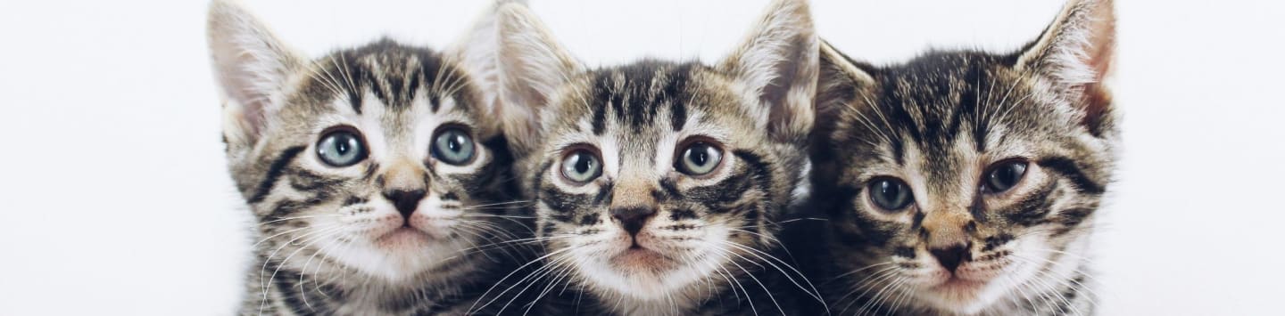 three brown tabby kitten lying on board