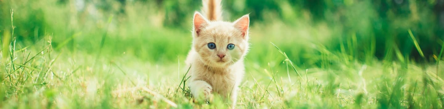 orange tabby kitten in grasses