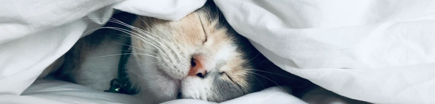 white cat sleeps under white comforter