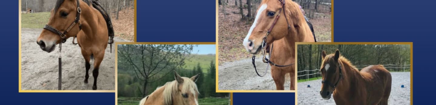Reinbow Riding Ltd