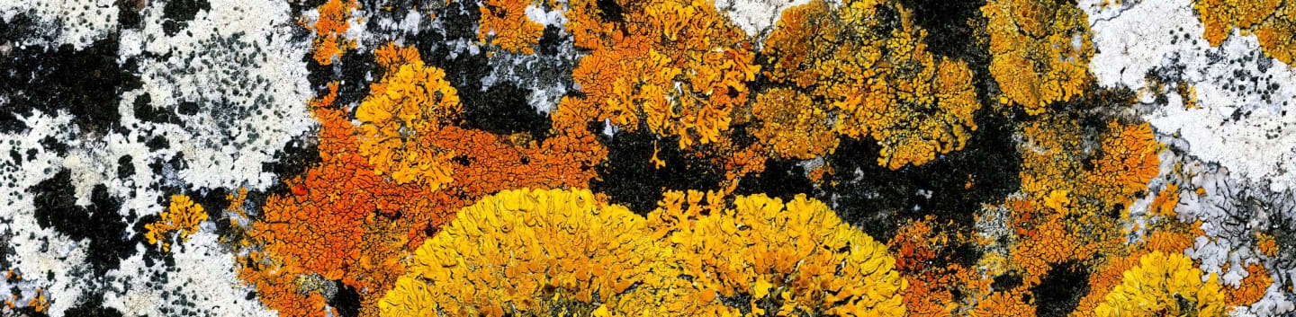 a bunch of yellow and black lichens on a rock