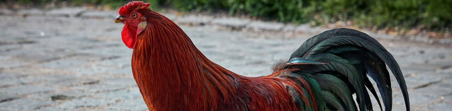 reddish brown and black rooster