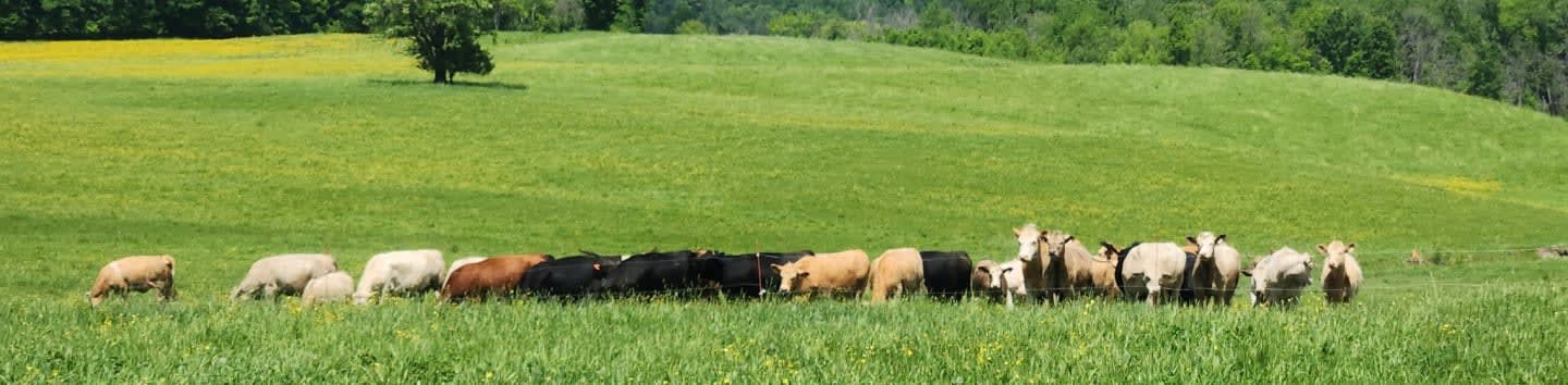 Conseil québécois des plantes fourragères
