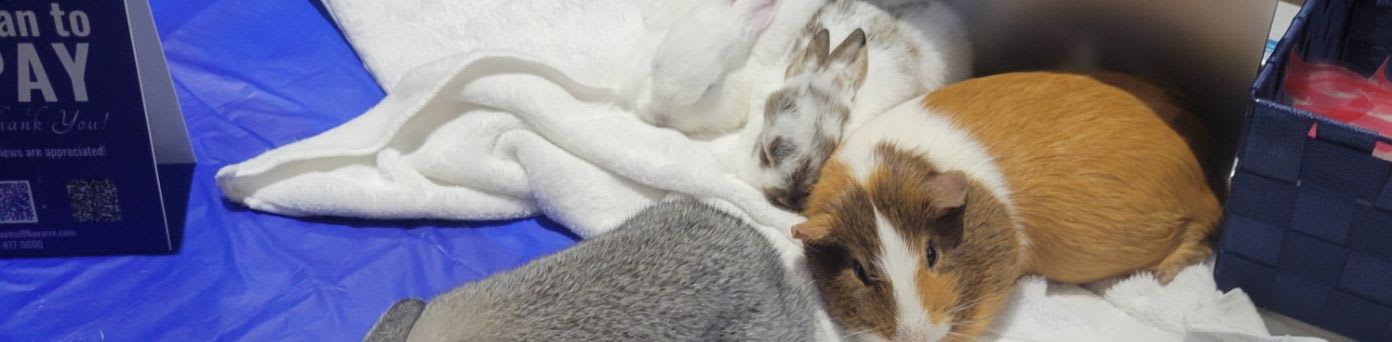 A guinea pig rests on a white blanket in the foreground, with a blue donation box visible to the left and a metal enclosure in the background.