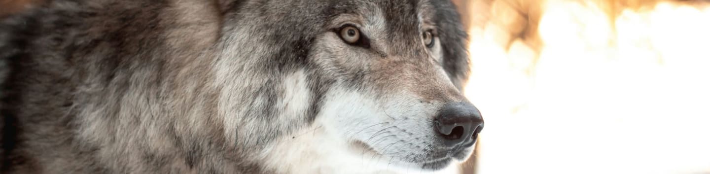 white and black wolf in tilt shift lens