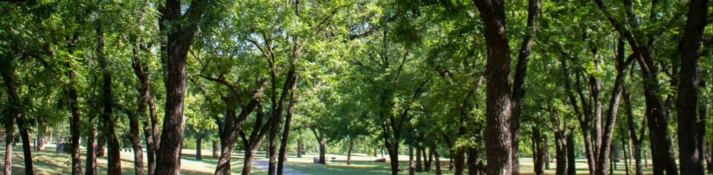 green trees on gray concrete pathway