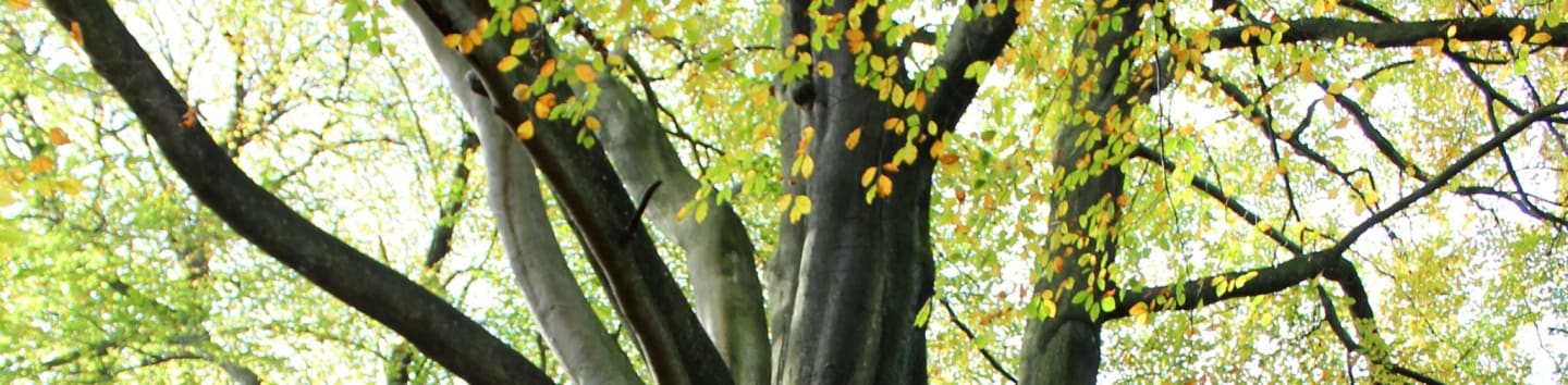 a large tree in the middle of a forest