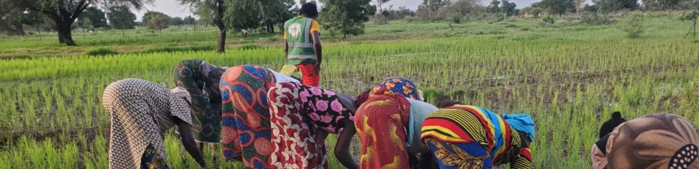 A group of women in colorful clothing are planting in a rice paddy, with a person in a green vest standing in the background.