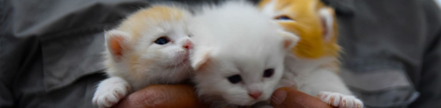 person holding white kitten during daytime