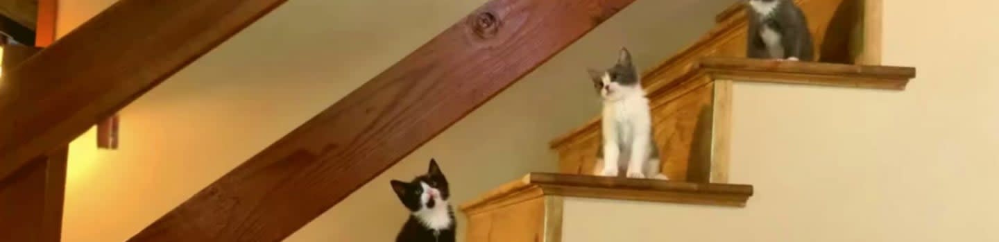 Three black and white kittens sit on wooden stairs, with a wooden railing in the background.
