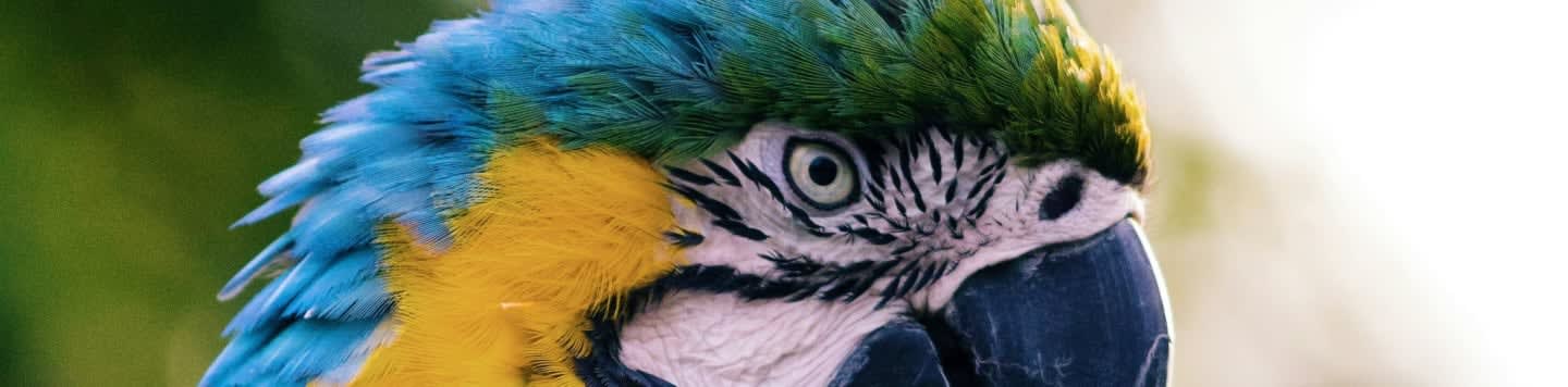 close up of a yellow and blue macaw