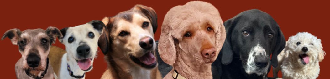 Six dogs of various breeds and colors are lined up against a solid red background.