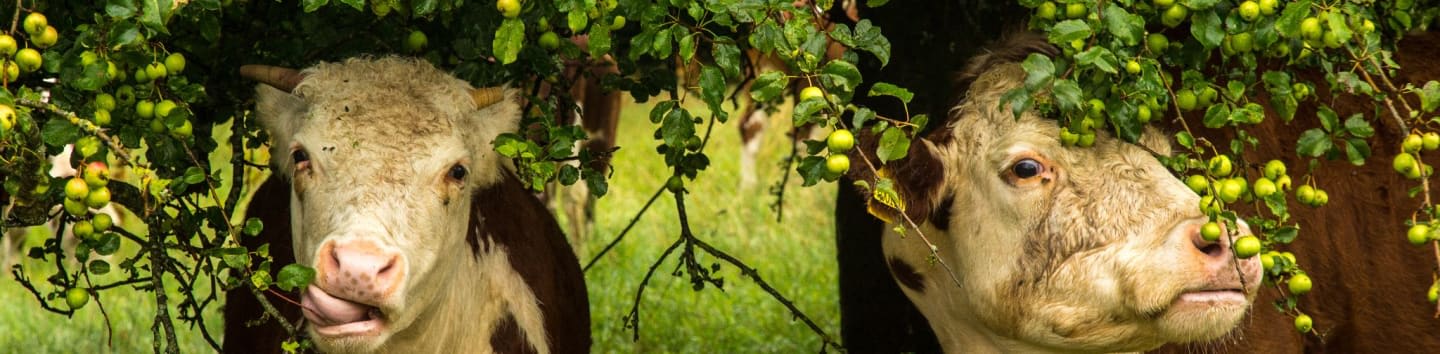 Pasture for Life