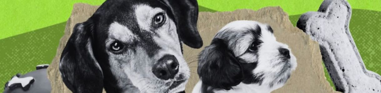 Two black and white dogs sit in the foreground against a green background with a bone-shaped object to the right.
