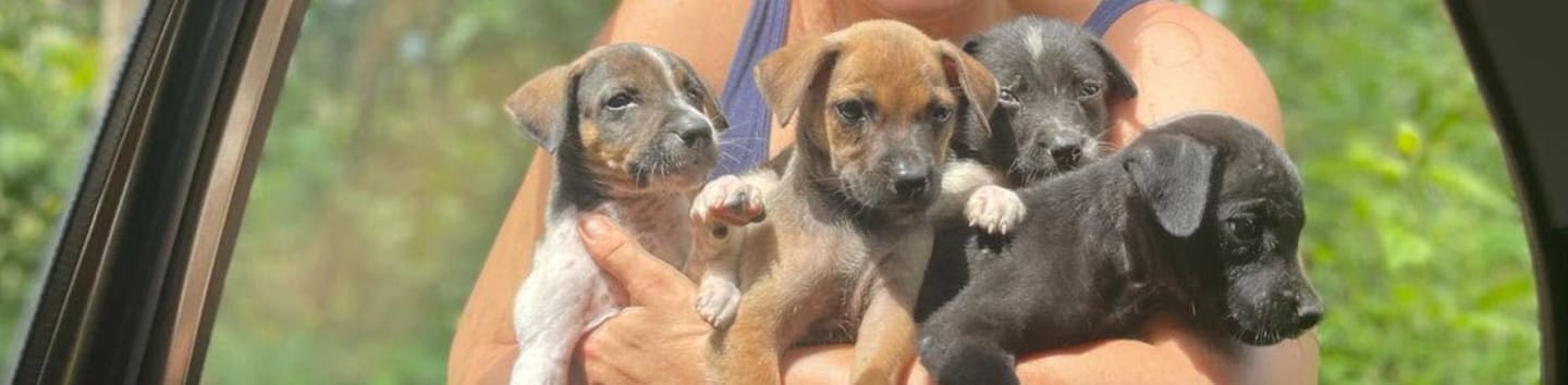 A person holds four small puppies in their arms against a blurred green outdoor background.