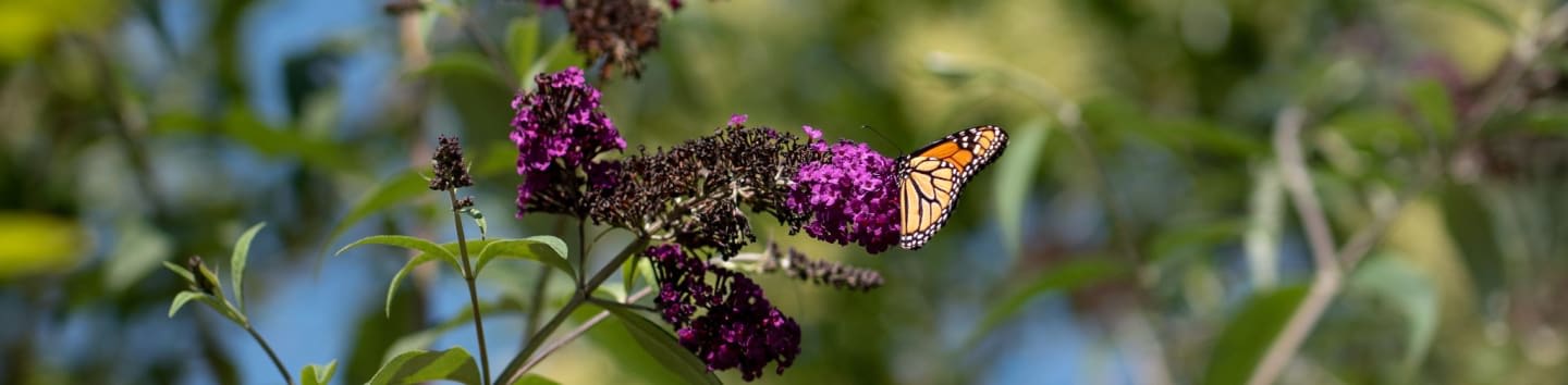 An orange and black monarch butterfly rests on vibrant purple flowers against a blurred background of green foliage and a blue sky.