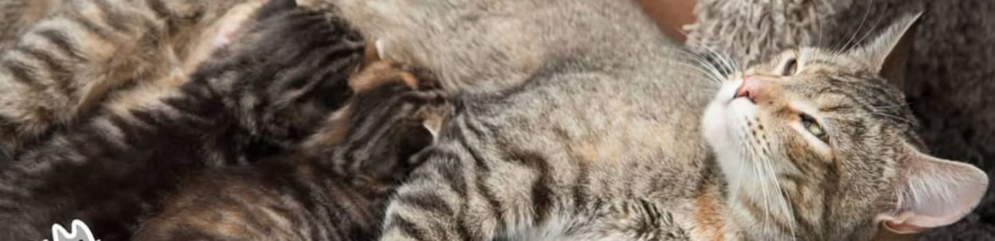 Surrey Community Cat Foundation