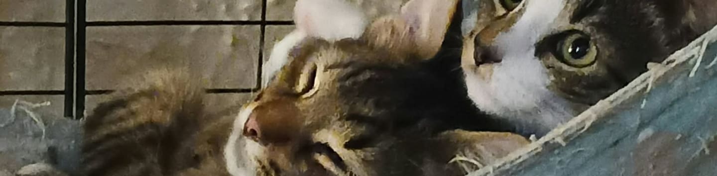 Whisker Rescue Inc