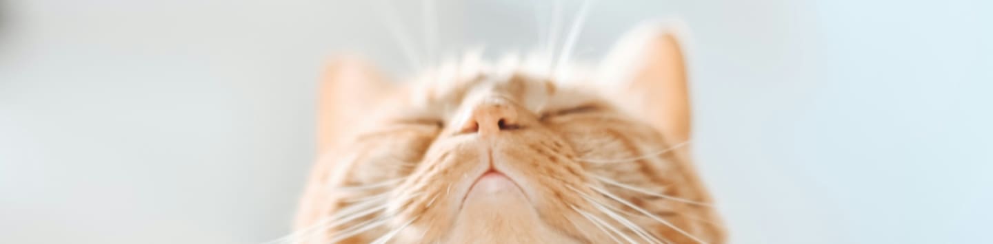 short-coated orange and white cat