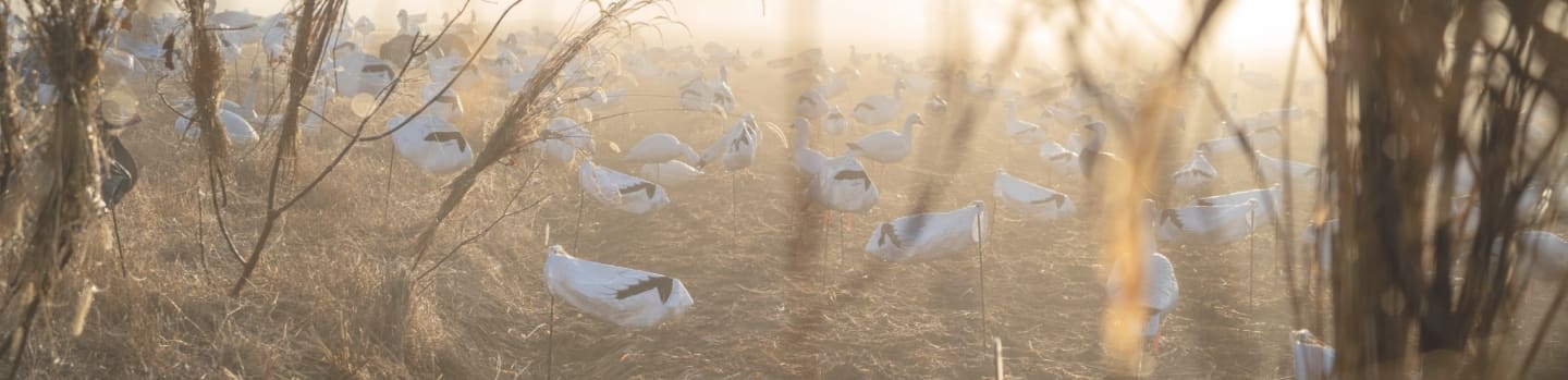Numerous white bird decoys are scattered across a dry, grassy field under a soft, hazy light.