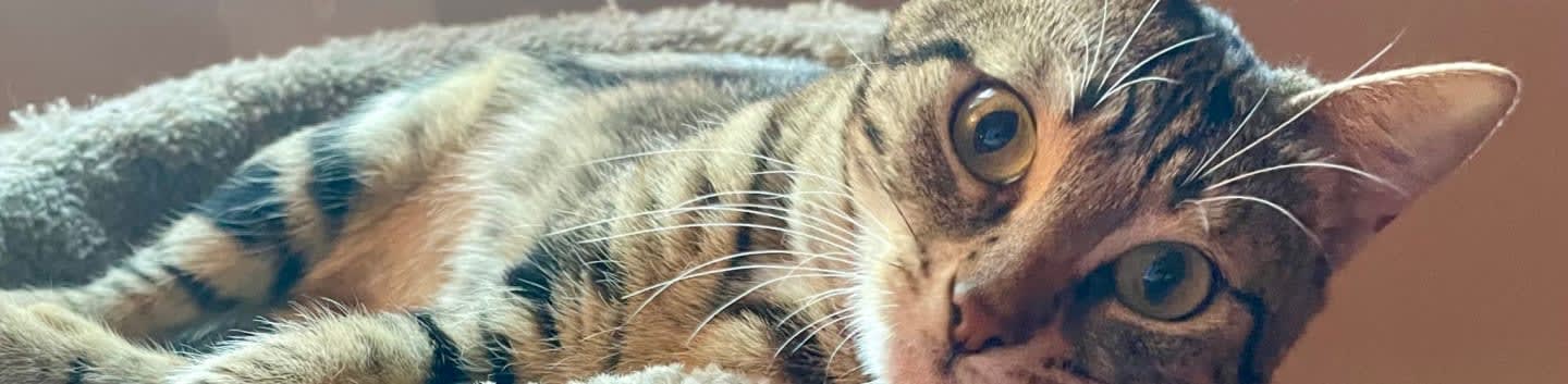 A tabby cat with wide eyes rests in the foreground against a soft, blurred background.