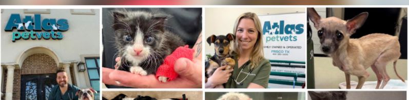 A collage of rescue animals and staff is centered against a blurred, multicolored background.