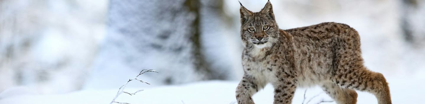 brown and black cat on snow covered ground
