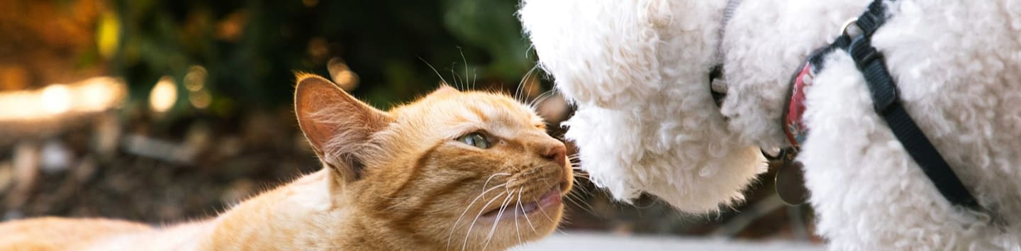 a cat and a dog