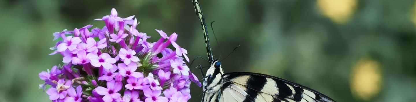 A black and white butterfly rests on a cluster of vibrant purple flowers against a blurred green background.