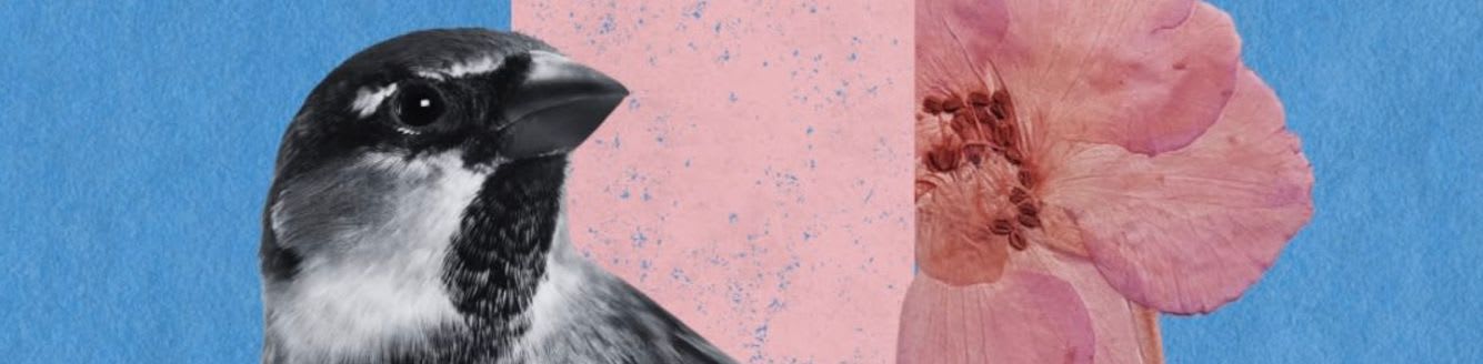 A black and white bird and a pink flower are positioned in the foreground against a split blue and pink background.